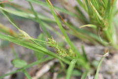 Carex umbellata