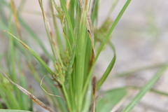 Carex umbellata