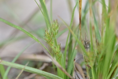 Carex umbellata