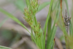 Carex umbellata