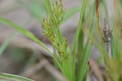 Carex umbellata