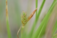 Carex umbellata