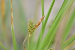Carex umbellata