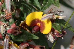 Bossiaea ornata