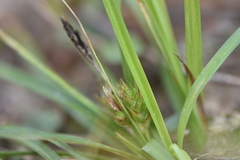 Carex umbellata