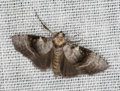 Acatapaustus metallopa