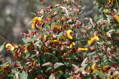 Bossiaea ornata