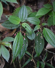 Miconia cornoides