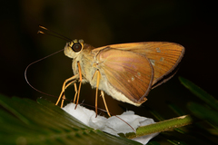 Calpodes triangularis