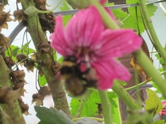 Bombus robustus