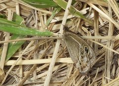 Pampasatyrus gyrtone