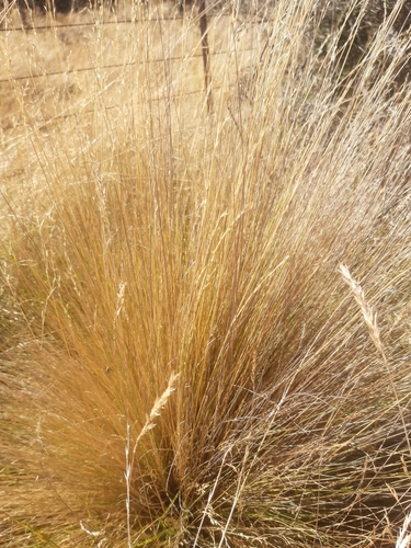 Image of Festuca novae by no rights reserved