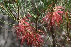 Melaleuca gracilis