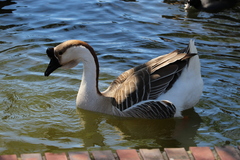 Anser cygnoides domesticus