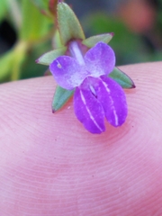 Collinsia sparsiflora collina