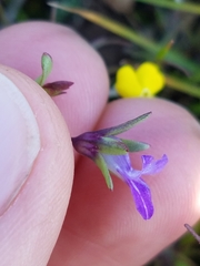 Collinsia sparsiflora collina