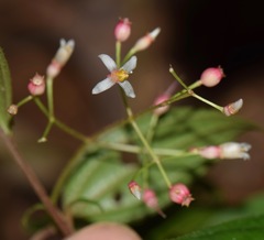Miconia cornoides