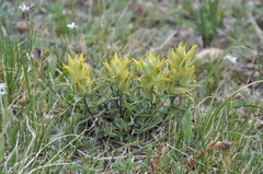 Castilleja puberula