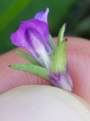 Collinsia sparsiflora collina