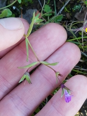 Collinsia sparsiflora collina
