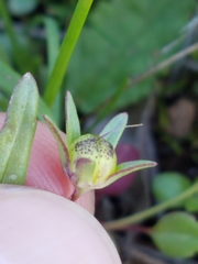 Collinsia sparsiflora collina