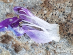 Collinsia sparsiflora collina