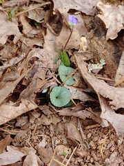 Viola hirsutula