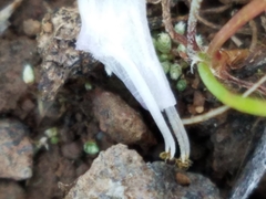 Collinsia sparsiflora collina