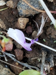 Collinsia sparsiflora collina