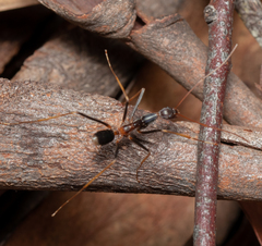 Leptomyrmex rothneyi