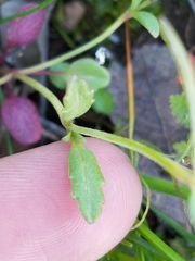 Collinsia sparsiflora collina