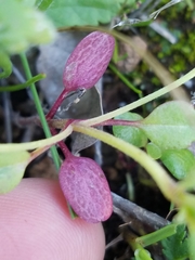 Collinsia sparsiflora collina