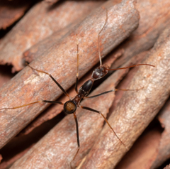 Leptomyrmex rothneyi