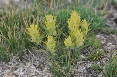 Castilleja puberula