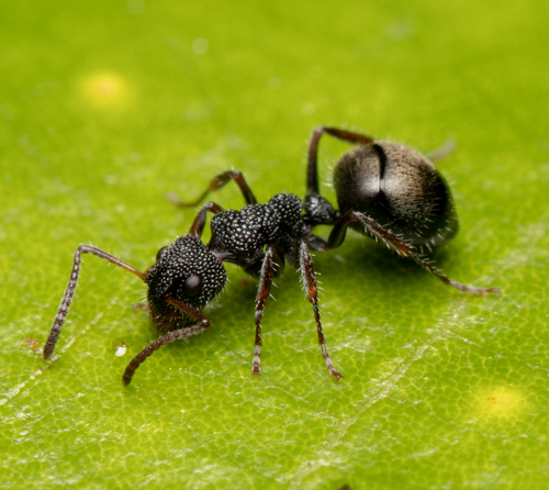 Northern Sharkfinned Dolly Ant photo 6