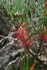 Melaleuca gracilis