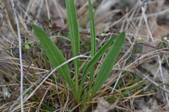 Liatris aspera