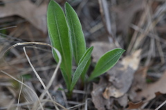 Liatris aspera
