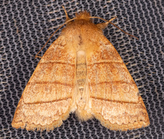 Pyreferra citrombra