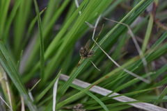 Carex umbellata