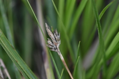 Carex umbellata