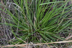 Carex umbellata