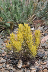 Castilleja puberula