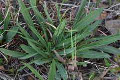 Liatris aspera