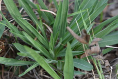 Liatris aspera