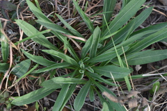 Liatris aspera