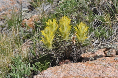 Castilleja puberula