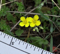 Physaria argyraea