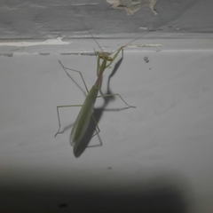 Mantodea