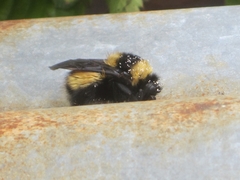 Bombus robustus